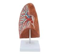 Modelo anatómico cardiopulmonar y pulmonar humano a tamaño real 1:1, torso detallado con arterias, venas base de exhibición