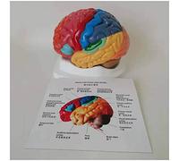 Modelo anatómico cerebral - con código de color modelo con particiones cerebro - Tamaño vida humana cerebral corteza cerebral Modelo anatómico - 2 partes desmontables modelo de cerebro humano,A