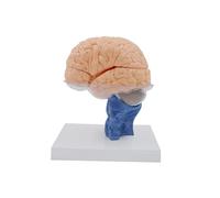 Modelo anatómico cerebral desmontable de 15 partes a escala 1:1 con base | Modelo didáctico de anatomía del cerebro humano que incluye tronco encefálico azul, herramienta de exhibición para