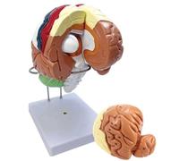 Modelo anatómico, Cerebro humano ampliado dos veces con instrucciones de etiquetado y