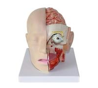 Modelo anatómico clásico del cerebro con arterias cerebrales y 4 partes desmontables Neurología Médica para la planificación quirúrgica Humana Modelo
