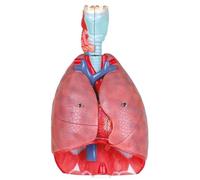 Modelo anatómico corazón pulmón, forma de anatomía visceral pulmonar de garganta, modelo de corazón tiroides, sistema circulatorio humano, estudio de tabaquismo con tos ultrassis adecuado