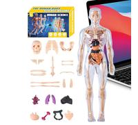 Modelo Anatómico Cuerpo Humano 3D, Torso Humano Anatomía Ensamblaje, Material Educativo para Estudiantes Docentes y Aprendices en Aulas y Educación en Casa
