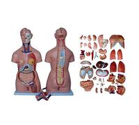 Modelo Anatómico de 85CmTorso, Modelo Anatómico Torso 40 Piezas Modelo Interno Humano Órganos Médicos Internos Modelo Hu