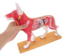 Modelo anatómico de acupuntura para perros con 72 etiquetas numeradas para estudio y exhibición veterinaria, incluye planos de disección para un aprendizaje mejorado