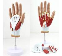 Modelo anatómico de anatomía de la Mano - Modelo anatómico médico de la Mano con ligamento tendón músculo neurovascular - Desmontable 4 Partes Modelo de anatomía del músculo Vascular de la
