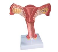 Modelo anatómico de anatomía genital y ovario femenino, órganos reproductivos femeninos para entrenamiento obstétrico, demostraciones, enseñanza en el aula