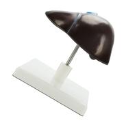 Modelo anatómico de anatomía hepática humana de tamaño real, estructura hepática anatómica, herramienta de enseñanza para laboratorio de ciencias, disección hepática de PVC