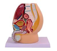 Modelo anatómico de anatomía pélvica para embarazo, modelo anatómico de cavidad pélvica masculina para entrenamiento obstétrico, entornos clínicos, modelo anatómico para educación