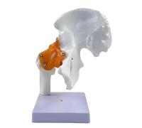 Modelo Anatómico de Articulación de Cadera a Tamaño Real con Ligamentos - Estructura 1:1 en PVC para Enseñanza y Demostración de Movimiento