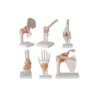 Modelo anatómico de articulación de esqueleto humano de tamaño natural con ligamentos, juego de 6 piezas for educación y entrenamiento de anatomía