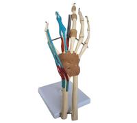 Modelo anatómico de articulación de mano y muñeca, modelo de anatomía de mano humana con articulaciones articuladas, incluye función muscular del ligamento vascular para consultorios médicos,