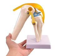 Modelo Anatómico de Articulación de Rodilla a Tamaño Real con Ligamentos - Estructura Flexible y Pintada a Mano en PVC para Enseñanza y Demostración