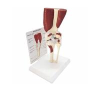 Modelo anatómico de articulación de rodilla humana con músculos, modelo a tamaño real con ligamentos, modelo de esqueleto con nervio ligamentoso y músculo adherido, for la enseñanza de anatomía y fisi