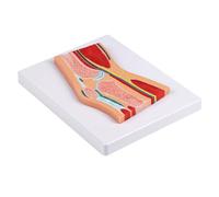 Modelo anatómico de articulación de rodilla seccional de PVC, modelo de anatomía de rótula para entrenamiento clínico, comunicación del paciente, modelo de enseñanza