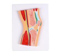 Modelo anatómico de articulación de rodilla seccional de PVC, modelo de anatomía de rótula para entrenamiento clínico, comunicación del paciente, modelo de enseñanza