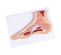 Modelo anatómico de articulación de tobillo y pie con estructura de músculos y ligamentos codificados por colores para enseñar la anatomía del tobillo a la comunicación con paciente