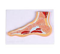 Modelo anatómico de articulación de tobillo y pie con estructura de músculos y ligamentos codificados por colores para enseñar la comunicación del paciente portátil