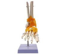 Modelo Anatómico de Articulación del Pie a Tamaño Real con Ligamentos - Estructura de 26 Huesos en PVC para Enseñanza y Demostración de Movimiento