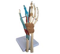 Modelo anatómico de articulación Humana: Modelo anatómico de articulación de Mano y muñeca Que Incluye Molde de anatomía de función Muscular de ligamento Vascular - para Ayuda educativa médi