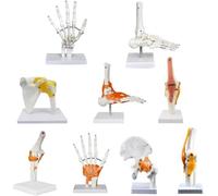 Modelo anatómico de articulación humana, visualización de esqueleto con mano, pie, hombro, codo, cadera, rodilla, herramienta de educación médica y entrenamiento de anatomía esquelética