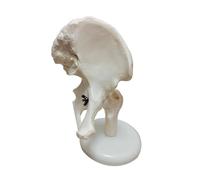 Modelo anatómico de articulación humana, visualización de esqueleto con mano, pie, hombro, codo, cadera, rodilla, herramienta de educación médica y entrenamiento de anatomía esquelética