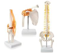 Modelo anatómico de articulación trinuclear humana 1:1 para educación médica, terapia física, introducción al paciente, investigación