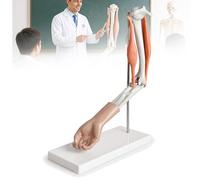 Modelo Anatómico de Articulaciones Humanas con Ligamentos, Tamaño Natural Hombro Codo Rodilla Cadera para Estudio Médico, Modelo de Esqueleto para Fisioterapia y Enseñanza