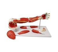 Modelo anatómico de Brazo Humano de 71 cm, Modelo de enseñanza de Hueso del ligamento neuromuscular Vascular del Brazo Muscular del Miembro Superior, Herramienta de Aprendizaje médico