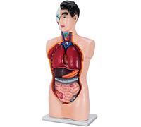 Modelo anatómico de Busto Masculino de 85cm, Modelo anatómico, Torso Humano, 19 Partes, Modelo Humano, Tronco de PVC, ma