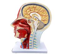Modelo anatómico de cabeza humana a tamaño real, modelo anatomía cavidad nasal, garganta y cerebro, 27 cm, herramienta enseñanza médica detallada