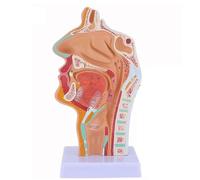 Modelo anatómico de cabeza humana con cavidad nasal detallada, oral, garganta, modelo PVC tamaño natural senos paranasales, laringe y faringe