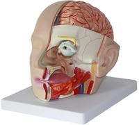 Modelo anatómico de cabeza humana, modelo de anatomía de sección transversal del cerebro de cabeza de tamaño natural con 4 partes desmontables y 18 marcadores numéricos