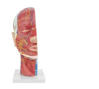 Modelo Anatómico de Cabeza Humana para la Enseñanza Escolar, 1: 1 Modelo de Nervios del Vaso Muscular Superficial de la Vida con la Sección Mediana y la Anatomía del Cuello del Cerebro Médico,