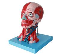 Modelo Anatómico De Cabeza Y Cara, Modelo De Cerebro De Tamaño Natural, Músculo del Cuello, Nervio Vascular, Modelo De Cabeza Y Cara, Material De PVC para Una Fácil Enseñanza Y Aprendizaje