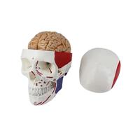 Modelo anatómico de calavera a escala 1: 1 con mandíbula extraíble y cierre para un aprendizaje práctico modelo de calavera
