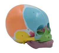 Modelo anatómico de calavera de cabeza de bebé con código numérico, enseñanza para enfermedades, estudio de cabeza de bebé, modelo de esqueleto