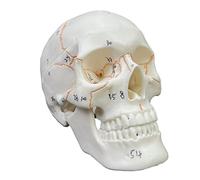 Modelo anatómico de calavera de cabeza humana con número de escritura a mano no manchado para estudiantes de medicina, curso de estudio de anatomía humana, modelo de esqueleto para niños