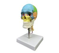 Modelo anatómico de calavera de cabeza humana con vértebra cervical para enseñanza de ciencias, suministros de educación científica con vértebra cervical, modelo anatómico para estudio de aula de
