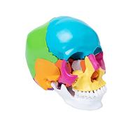 Modelo anatómico de calavera de cabeza humana de tamaño real, colorido para estudiantes de medicina, curso de estudio anatómico para estudiar