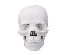Modelo anatómico de calavera humana a escala 1: 2 modelo de anatomía de cabeza de esqueleto para entrenamiento clínico, demostración, estudio de anatomía, enseñanza, cráneo