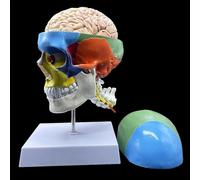 Modelo anatómico de calavera humana con cerebro y vértebra cervical, código de color particionado, tamaño real para enseñanza de anatomía