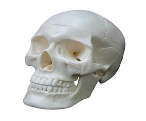 Modelo anatómico de calavera humana, esqueleto de cabeza de anatomía humana para adultos con tapa extraíble, línea de sutura pintada a mano anatómica para estudiar