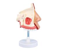Modelo anatómico de cavidad nasal, tamaño real, modelo de anatomía nasal humana, enseñanza médica para hospital de silicona