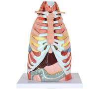 Modelo anatómico de cavidad torácica humana con órganos internos, corazón, hígado, pulmón, colon, 16 partes, modelo de sistema respiratorio de tamaño real para fines educativos