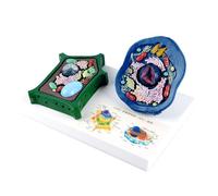 Modelo anatómico de células vegetales con partes desmontables Plantas Anatomía Biología Aula Ayuda de aprendizaje Anatomía comparativa