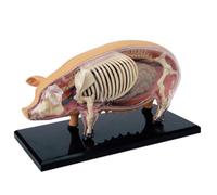 Modelo anatómico de cerdo con visión 4D, con 19 órganos y partes del cuerpo totalmente desmontables, rompecabezas tridimensional, modelo de esqueleto de inteligencia porcina.