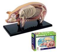 Modelo anatómico de cerdo en 4D, modelo anatómico del esqueleto de cerdo, modelo animal con 19 órganos y partes del cuerpo desmontables para formación veterinaria