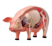 Modelo anatómico de cerdo en 4D, modelo anatómico del esqueleto, modelo animal con 19 órganos y partes del cuerpo desmontables para herramientas de estudio y enseñanza
