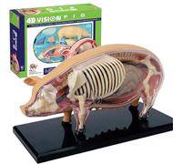 Modelo Anatómico De Cerdo, Modelo Animal De Esqueleto De Órganos Desmontables, Ayuda Educativa, 19 Piezas